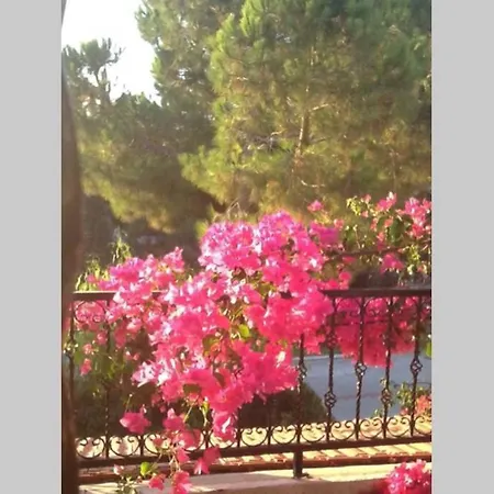 Shafo Villa
